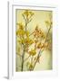 Kangaroo Paw II-Karyn Millet-Framed Photographic Print