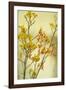 Kangaroo Paw II-Karyn Millet-Framed Photographic Print