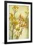 Kangaroo Paw II-Karyn Millet-Framed Photographic Print