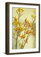 Kangaroo Paw II-Karyn Millet-Framed Photographic Print