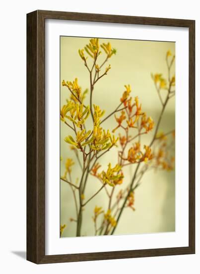 Kangaroo Paw II-Karyn Millet-Framed Photographic Print