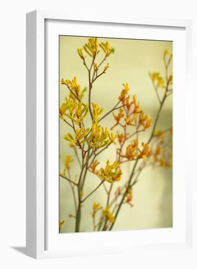 Kangaroo Paw II-Karyn Millet-Framed Photographic Print