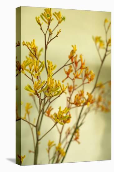 Kangaroo Paw II-Karyn Millet-Stretched Canvas