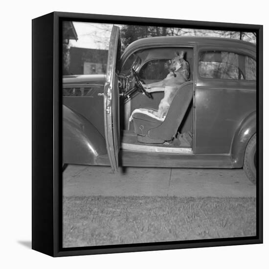 Kangaroo Sitting inside of Car, Smoking Pipe-null-Framed Stretched Canvas