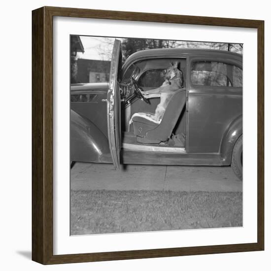 Kangaroo Sitting inside of Car, Smoking Pipe-null-Framed Photographic Print