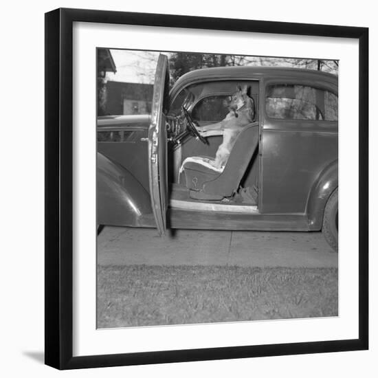 Kangaroo Sitting inside of Car, Smoking Pipe-null-Framed Photographic Print