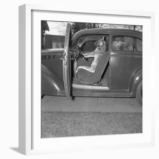 Kangaroo Sitting inside of Car, Smoking Pipe-null-Framed Photographic Print