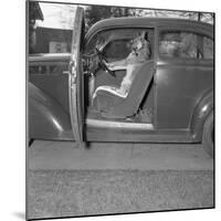 Kangaroo Sitting inside of Car, Smoking Pipe-null-Mounted Photographic Print