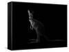 Kangaroo Standing in the Dark with Spotlight-Anan Kaewkhammul-Framed Stretched Canvas
