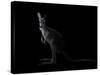 Kangaroo Standing in the Dark with Spotlight-Anan Kaewkhammul-Stretched Canvas