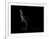 Kangaroo Standing in the Dark with Spotlight-Anan Kaewkhammul-Framed Photographic Print