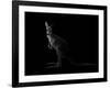 Kangaroo Standing in the Dark with Spotlight-Anan Kaewkhammul-Framed Photographic Print