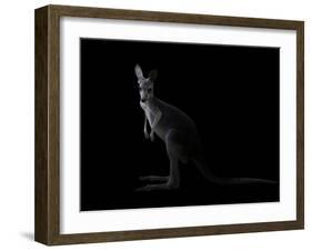 Kangaroo Standing in the Dark with Spotlight-Anan Kaewkhammul-Framed Photographic Print