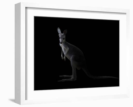 Kangaroo Standing in the Dark with Spotlight-Anan Kaewkhammul-Framed Photographic Print