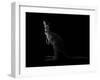 Kangaroo Standing in the Dark with Spotlight-Anan Kaewkhammul-Framed Photographic Print