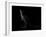 Kangaroo Standing in the Dark with Spotlight-Anan Kaewkhammul-Framed Photographic Print