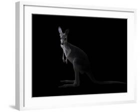 Kangaroo Standing in the Dark with Spotlight-Anan Kaewkhammul-Framed Photographic Print