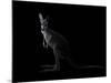 Kangaroo Standing in the Dark with Spotlight-Anan Kaewkhammul-Mounted Photographic Print