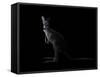 Kangaroo Standing in the Dark with Spotlight-Anan Kaewkhammul-Framed Stretched Canvas