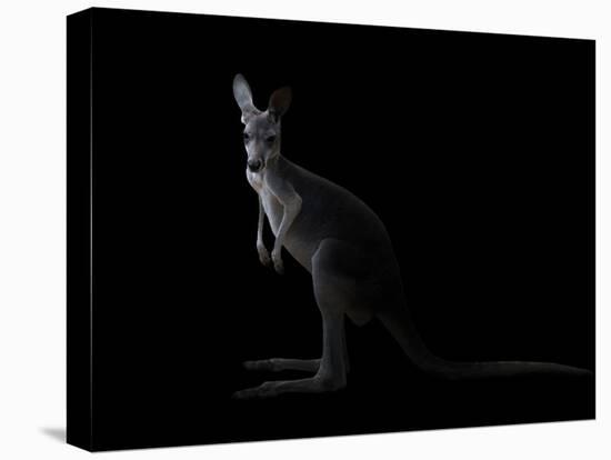 Kangaroo Standing in the Dark with Spotlight-Anan Kaewkhammul-Stretched Canvas