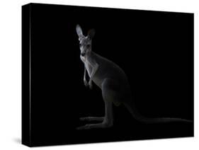 Kangaroo Standing in the Dark with Spotlight-Anan Kaewkhammul-Stretched Canvas