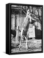 Kangaroo with a Punch Bag-null-Framed Stretched Canvas