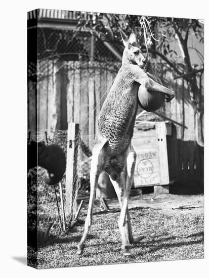 Kangaroo with a Punch Bag-null-Stretched Canvas