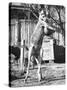 Kangaroo with a Punch Bag-null-Stretched Canvas