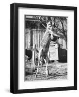 Kangaroo with a Punch Bag-null-Framed Premium Photographic Print