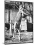 Kangaroo with a Punch Bag-null-Mounted Premium Photographic Print