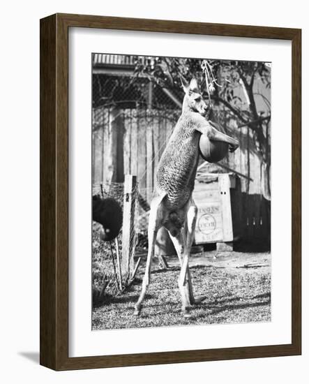 Kangaroo with a Punch Bag-null-Framed Photographic Print