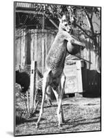 Kangaroo with a Punch Bag-null-Mounted Photographic Print