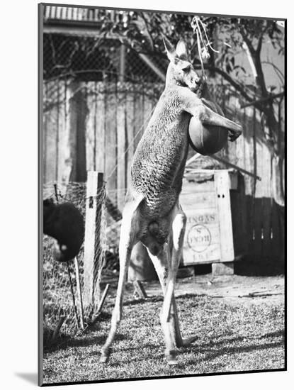 Kangaroo with a Punch Bag-null-Mounted Photographic Print