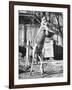 Kangaroo with a Punch Bag-null-Framed Photographic Print