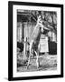 Kangaroo with a Punch Bag-null-Framed Photographic Print