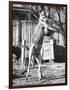 Kangaroo with a Punch Bag-null-Framed Photographic Print