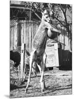 Kangaroo with a Punch Bag-null-Mounted Photographic Print