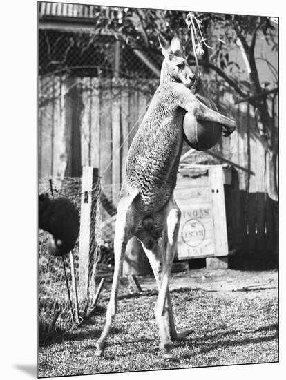 Kangaroo with a Punch Bag-null-Mounted Photographic Print