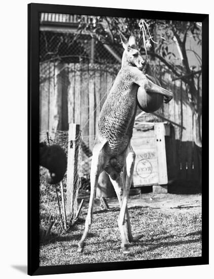 Kangaroo with a Punch Bag-null-Framed Photographic Print