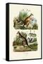 Kangaroos, 1833-39-null-Framed Stretched Canvas