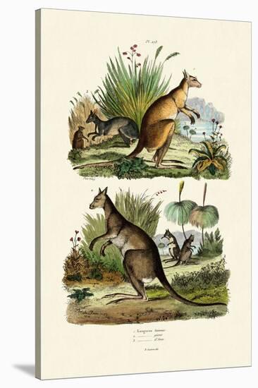 Kangaroos, 1833-39-null-Stretched Canvas