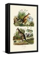 Kangaroos, 1833-39-null-Framed Stretched Canvas