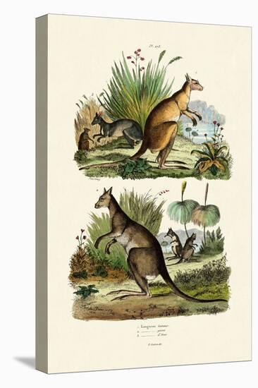 Kangaroos, 1833-39-null-Stretched Canvas