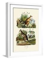 Kangaroos, 1833-39-null-Framed Giclee Print