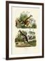 Kangaroos, 1833-39-null-Framed Giclee Print