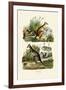 Kangaroos, 1833-39-null-Framed Giclee Print