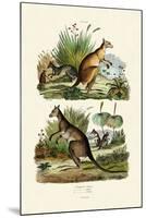 Kangaroos, 1833-39-null-Mounted Giclee Print