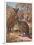 Kangaroos 1909-Cuthbert Swan-Framed Art Print