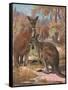 Kangaroos 1909-Cuthbert Swan-Framed Stretched Canvas