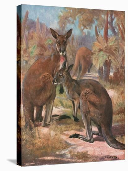 Kangaroos 1909-Cuthbert Swan-Stretched Canvas